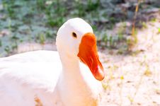 Beautiful White Goose Closeup, Looking Into The Camera. Stock Photography