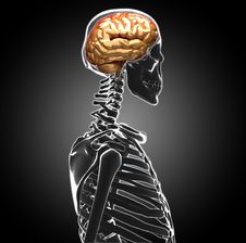 Human Brain Stock Images