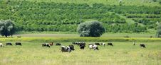 Cows Grazing In A Farmland Royalty Free Stock Photography