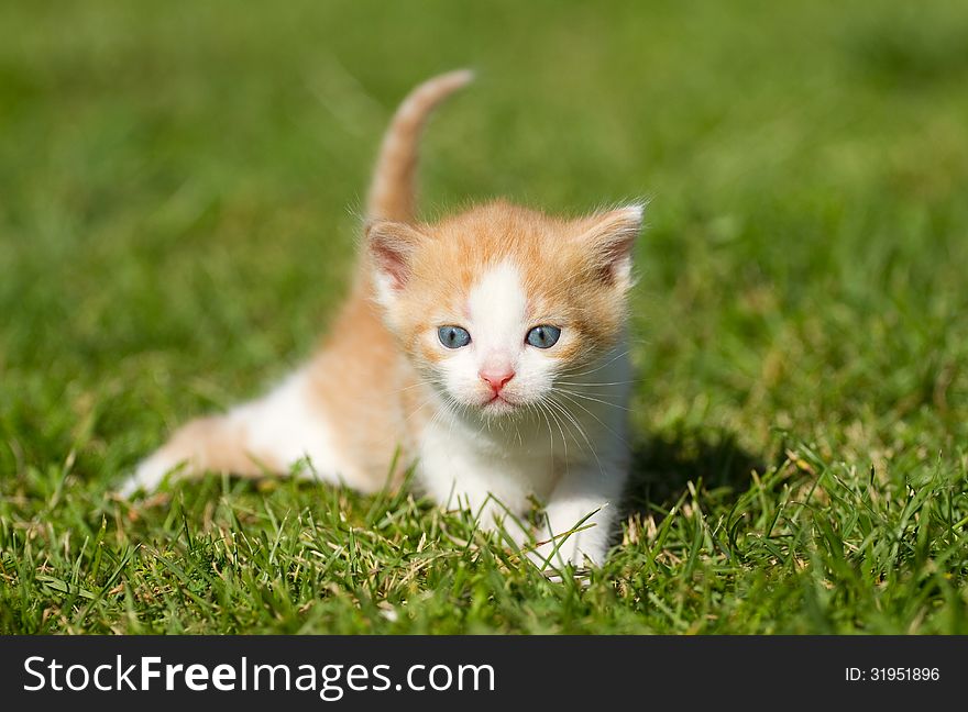 Baby kitten on the green grass. Baby kitten on the green grass