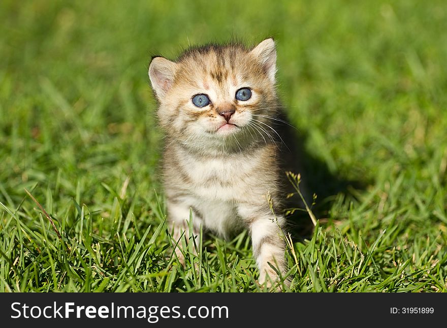 Kitten on the green grass. Kitten on the green grass