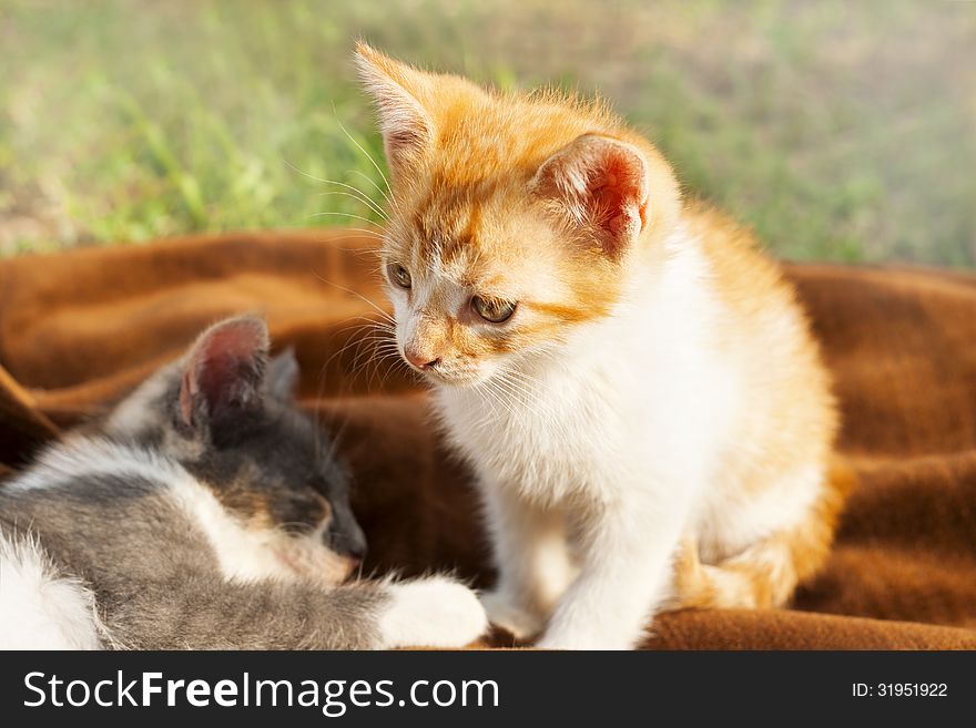 kittens resting-wonderful beautiful cats