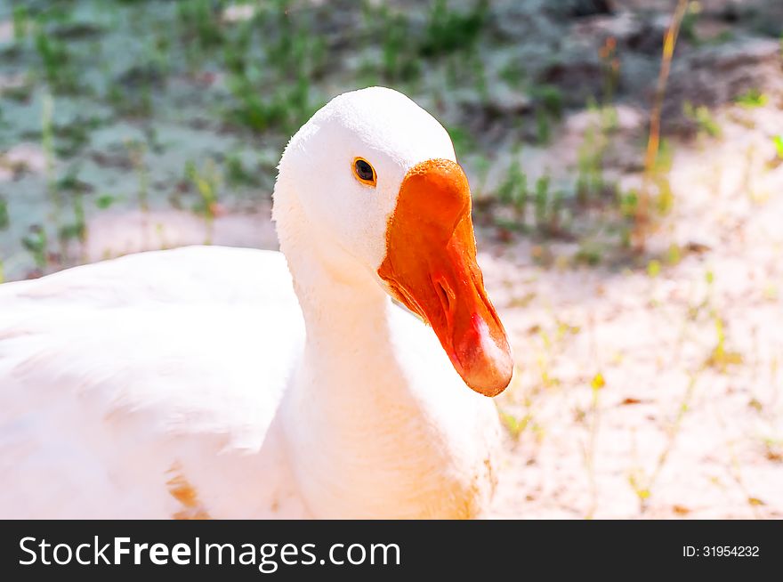 Beautiful white goose closeup, looking into the camera.