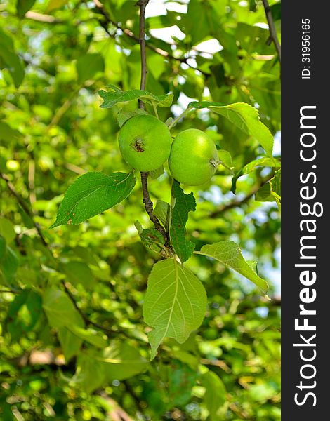 Fresh green apple on a background of the sky