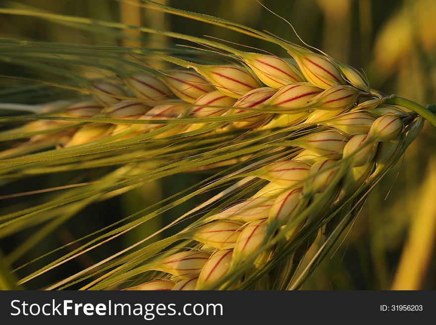 Closeup of two golden wheat