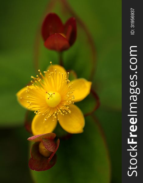 Macro shot of beautiful Yellow Woodland Anemone flower in spring