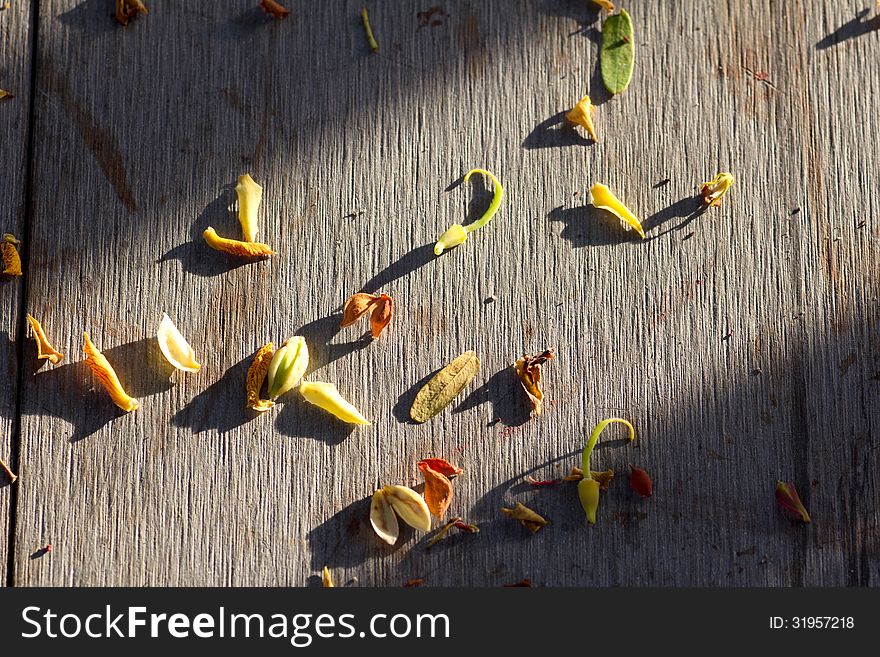 Dry Leaf petal fall on the floor with shadow. Dry Leaf petal fall on the floor with shadow