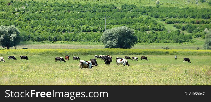 Cows grazing in a farmland