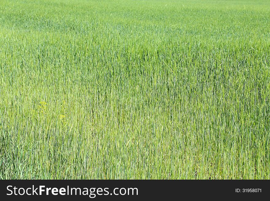 Field of green wheat grass