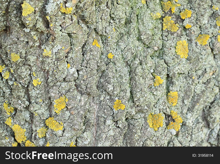 Yellow mold on the tree bark. Texture.