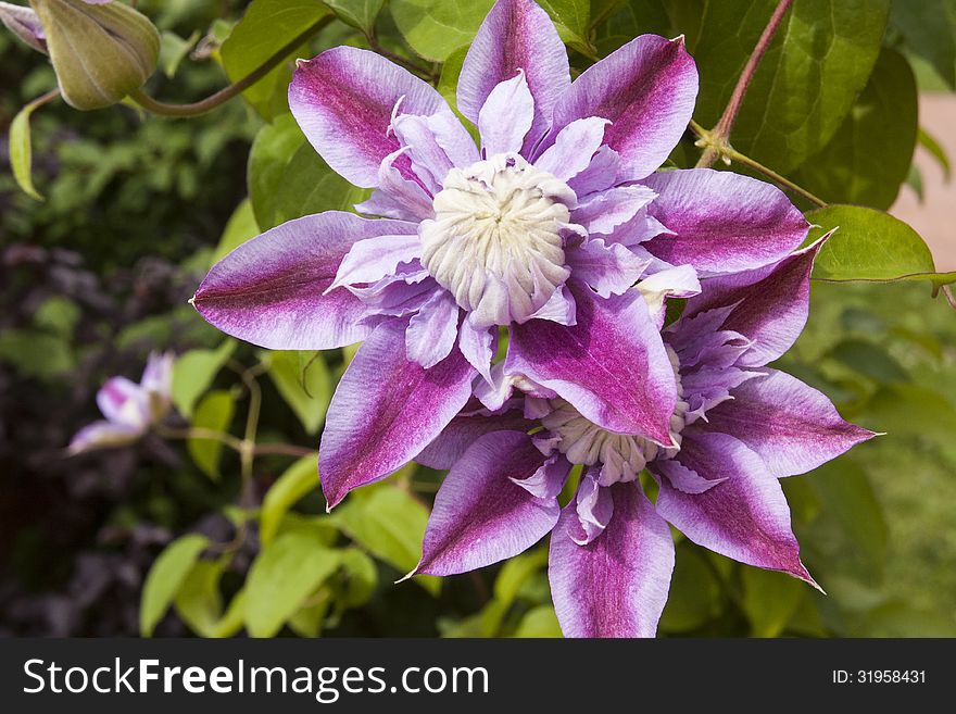 Clematis, flower in the sunlight framed with green leaves