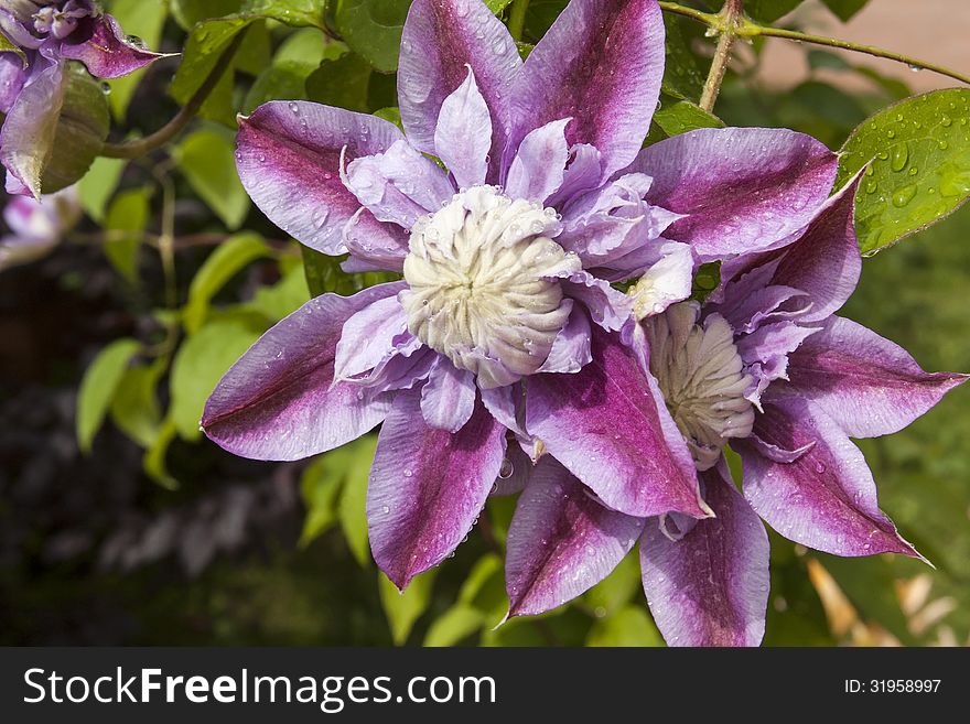 Clematis, flower in the sunlight framed with green leaves