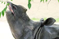 Rhinosaurus Royalty Free Stock Photography
