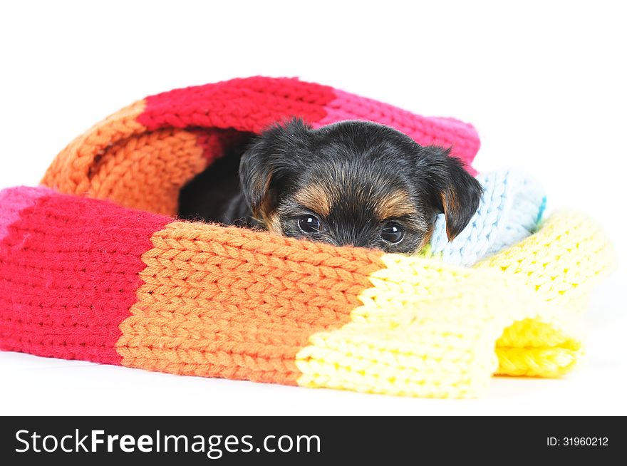 Little Yorkshire Puppy In Scarf