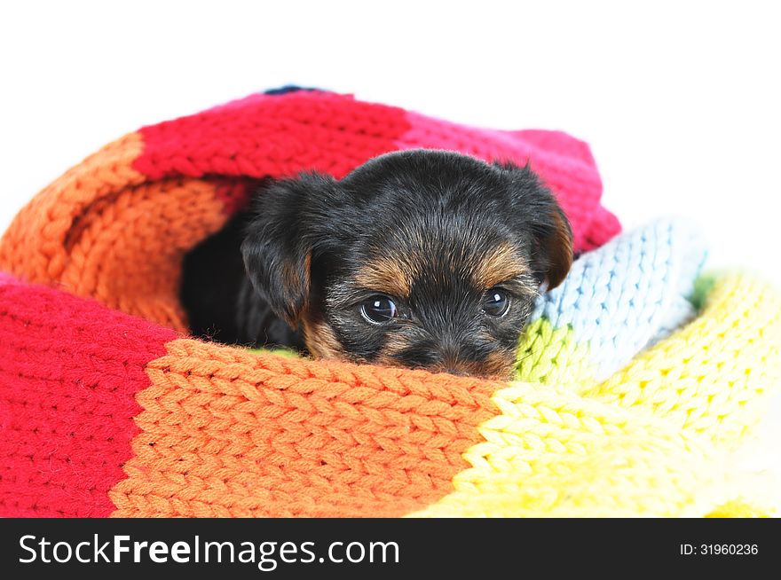 Little yorkshire puppy in scarf isolated on white and looking at camera