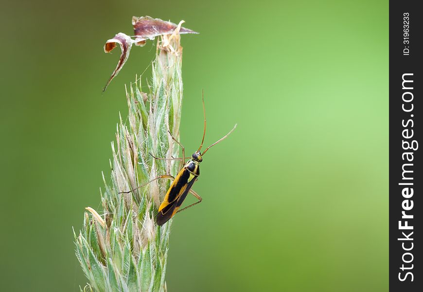 Stenotus binotatus is a fairly large plant bug, which is somewhat variable in appearance.