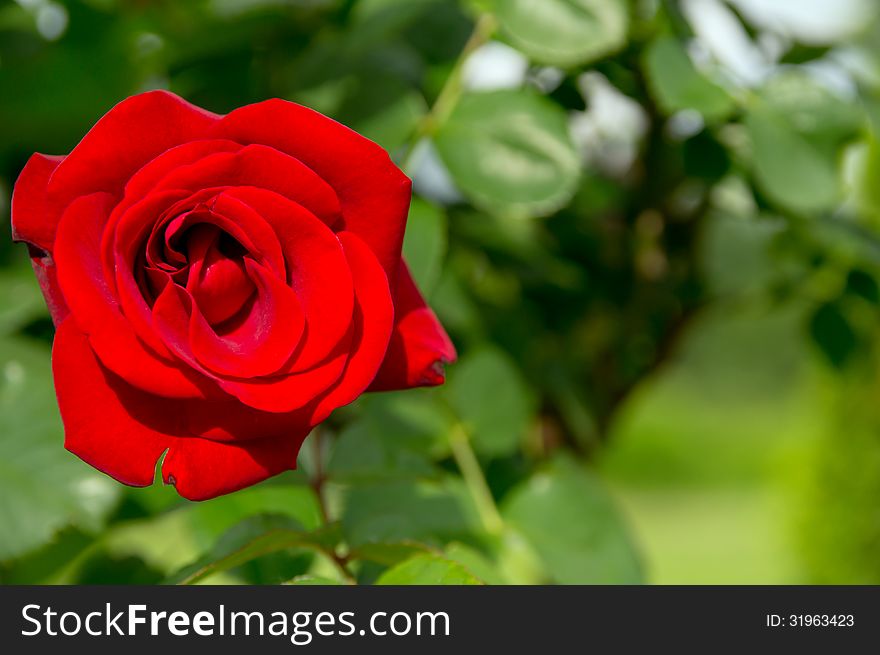 Red rose on a background of bushes. Red rose on a background of bushes