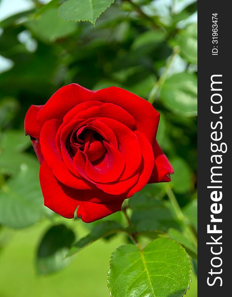 Flower Rose, Close-up