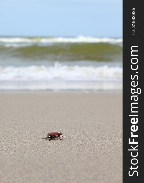 Chafer creeps along the beach to the sea, Russia, Kaliningrad region, Curonian Spit, Baltic Sea