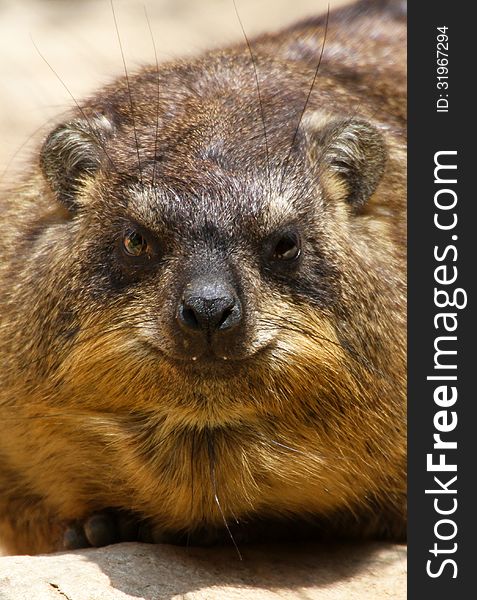 African Rock Rodent Looking At Viewer. African Rock Rodent Looking At Viewer