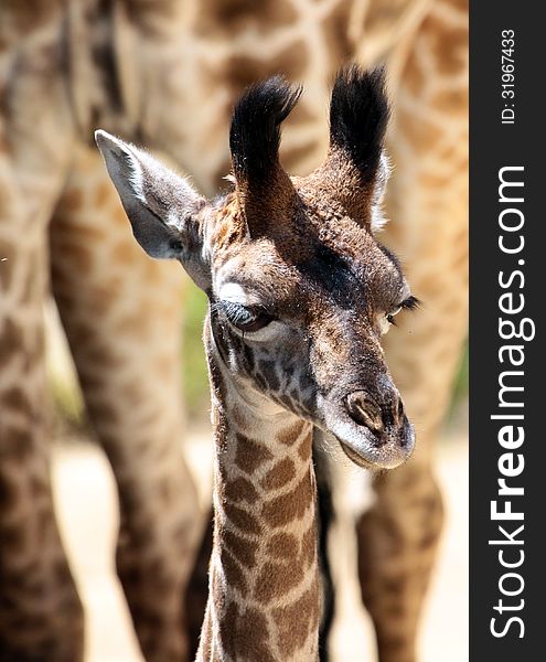 Close Up Of Young Masai Giraffe Standing By Parent