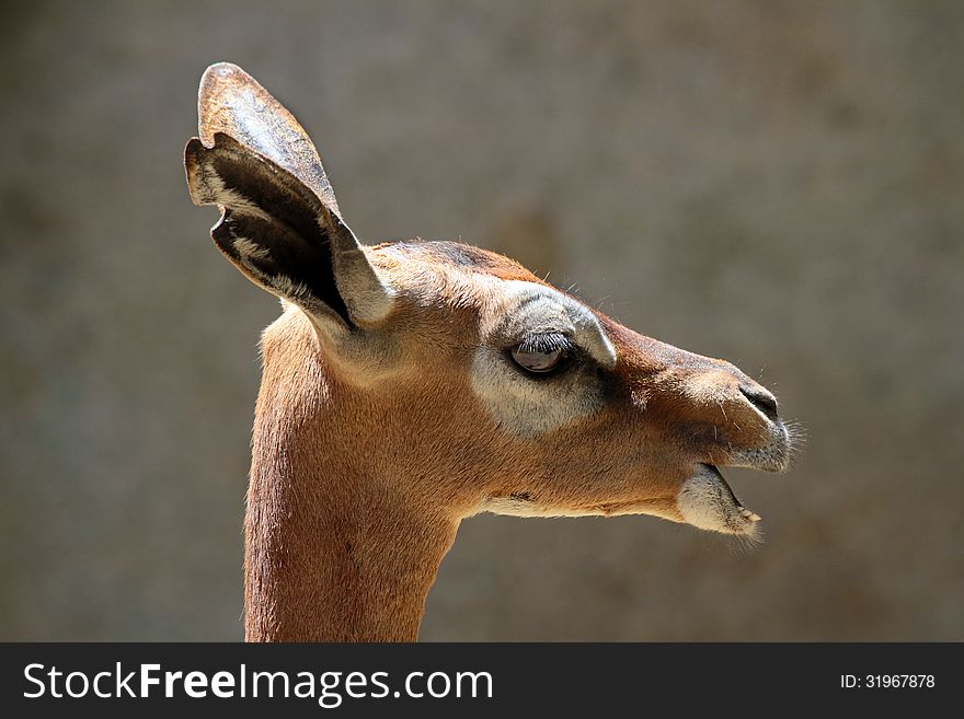 Profile Of Female African Antelope With Open Mouth. Profile Of Female African Antelope With Open Mouth