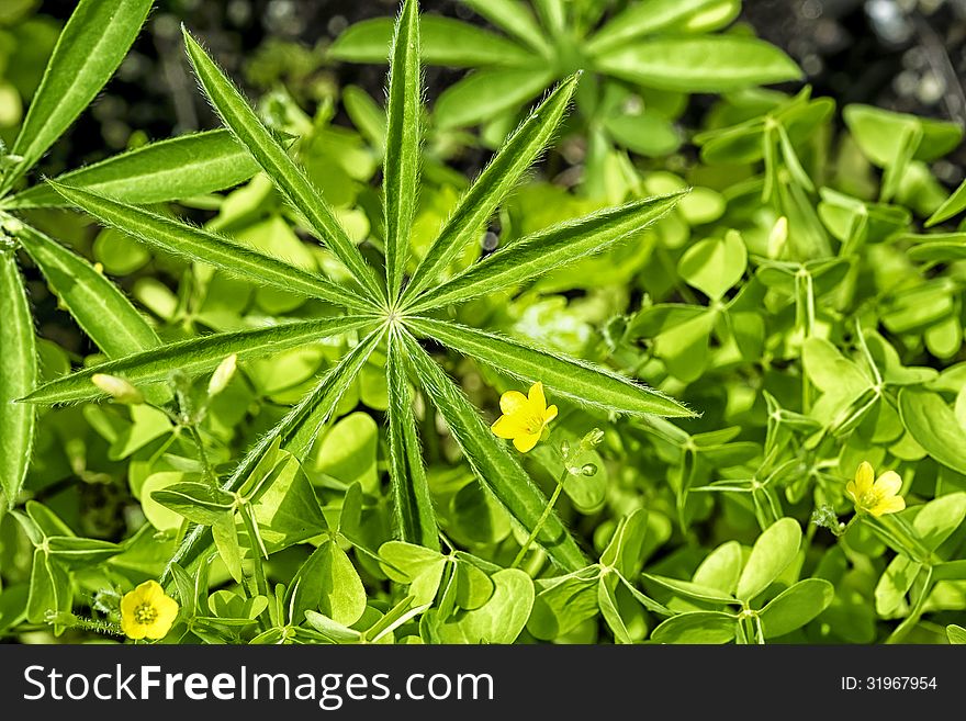 Close up of leaves in sunlight