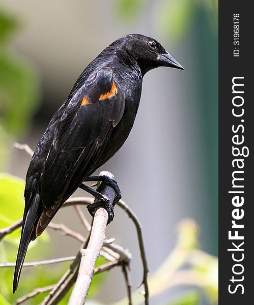 Red Wing Blackbird Sitting On Tree Branch