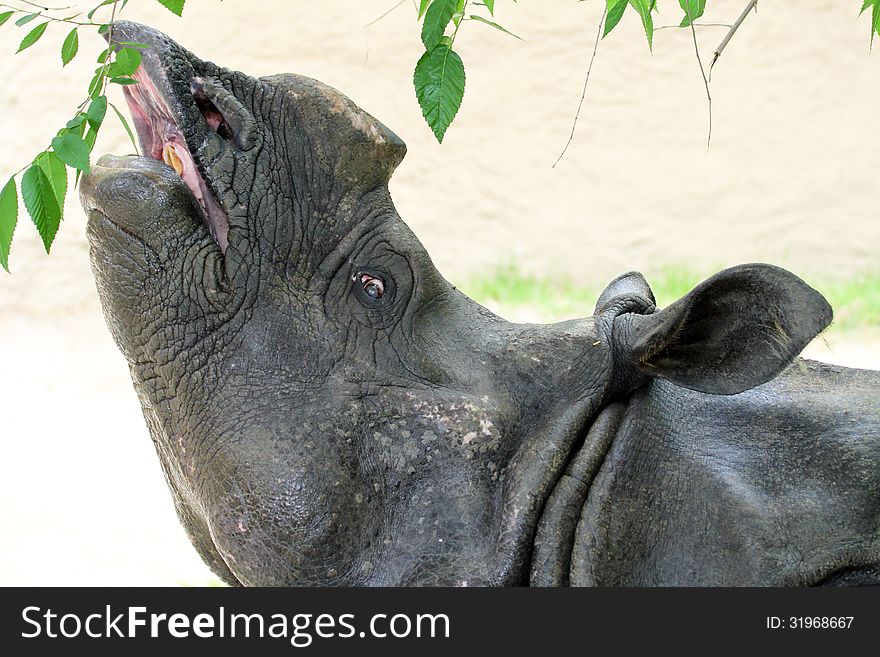 Close Up Detail Of Indian Rhino Eating Leaves. Close Up Detail Of Indian Rhino Eating Leaves