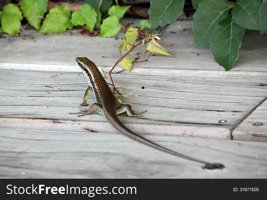 Lizard - Known as or appear to be a Eidechse with a long tail passing across a wooden walkway. Lizard - Known as or appear to be a Eidechse with a long tail passing across a wooden walkway