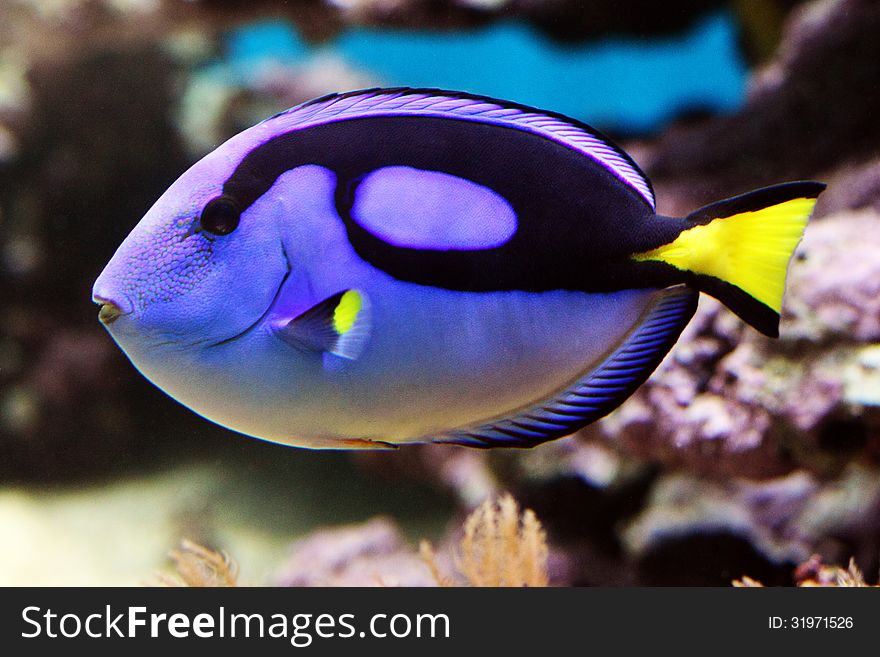 Blue Tang - Paracanthursus Hepatus