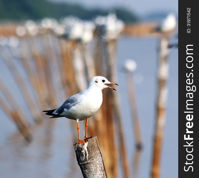 Seagull sitting on a pole