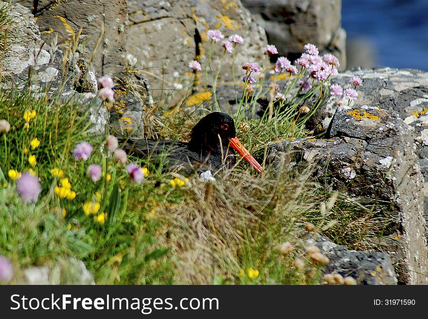 Oyster Catcher In Nest On The Irish Coast