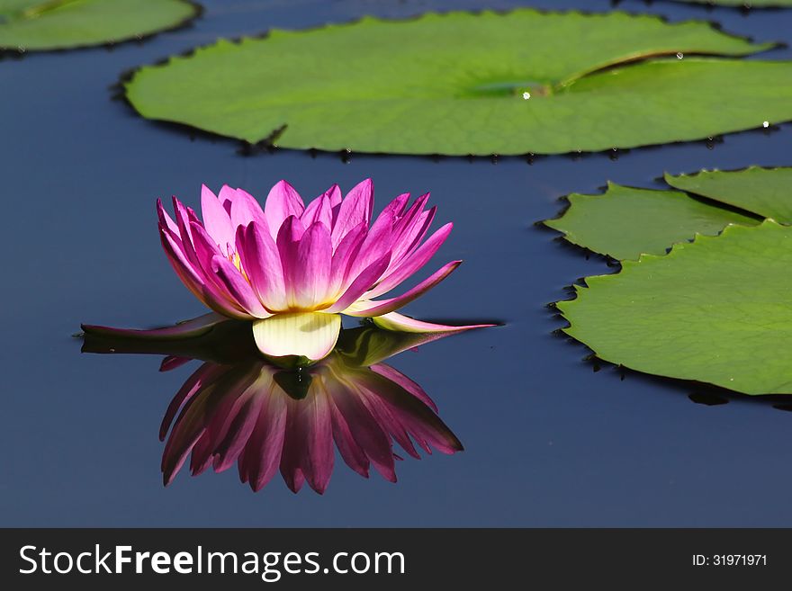 Beautiful lotus flower with reflection