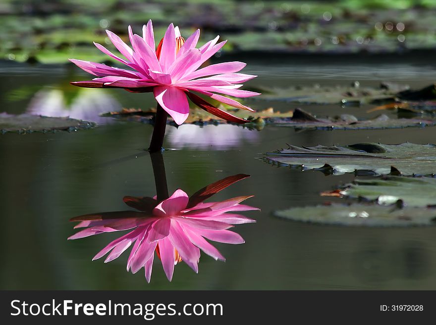 Lotus Flower With Reflection