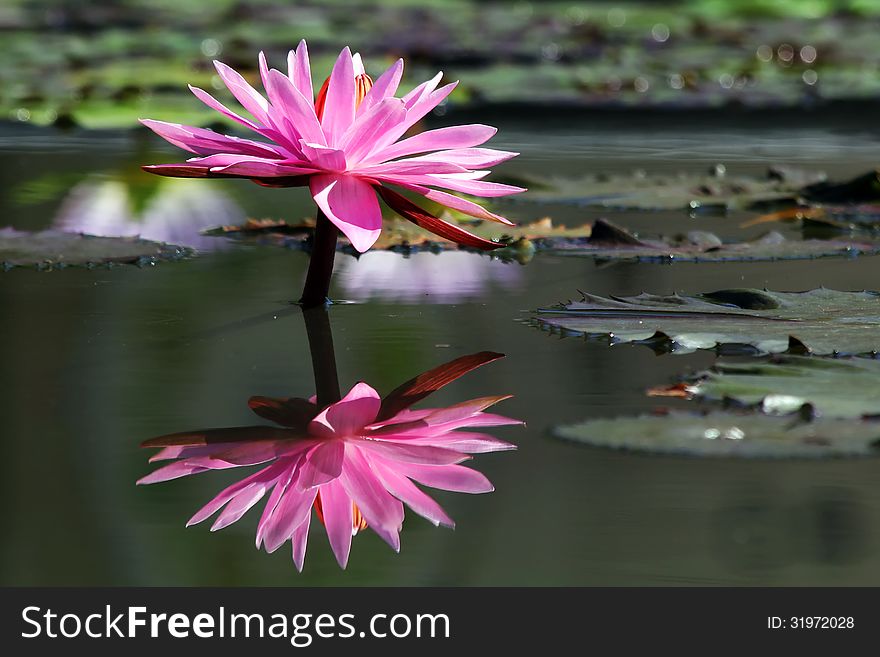 Beautiful lotus flower with reflection