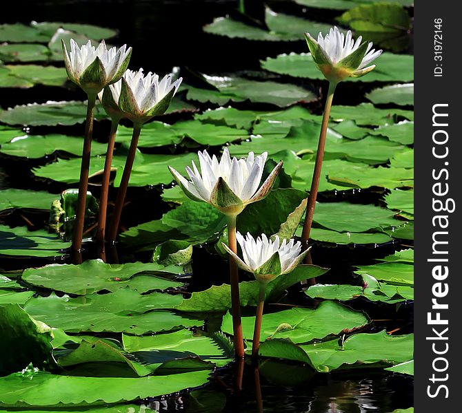 Beautiful lotus flower in the pond