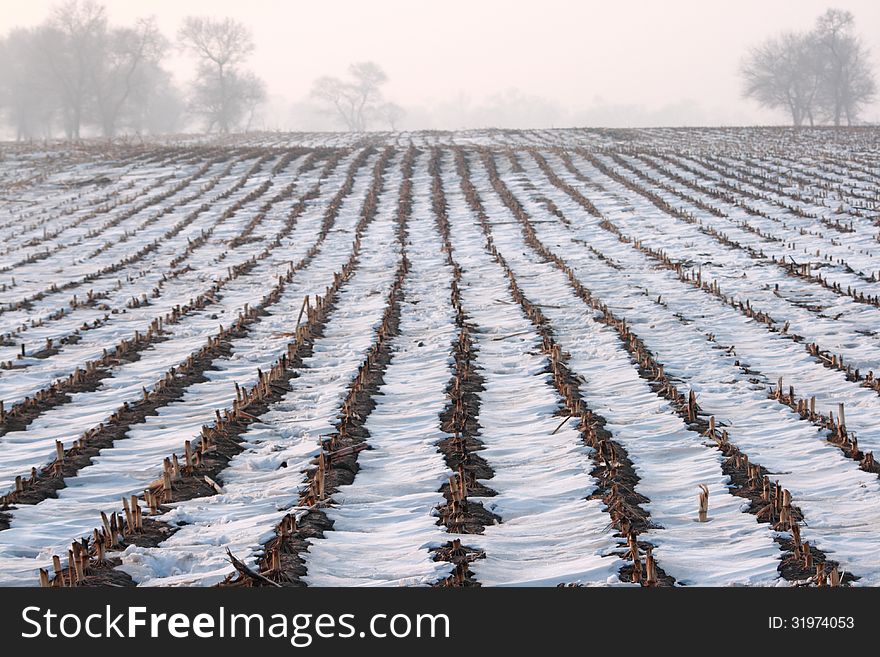 The field is covered vy white snow in winter. The field is covered vy white snow in winter