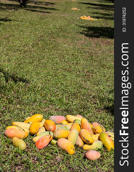 Pile of mangoes laid on the grass before picking. Pile of mangoes laid on the grass before picking