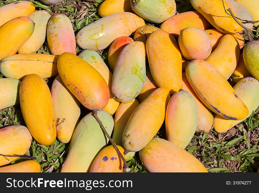 Pile of mangoes laid on the grass before picking. Pile of mangoes laid on the grass before picking