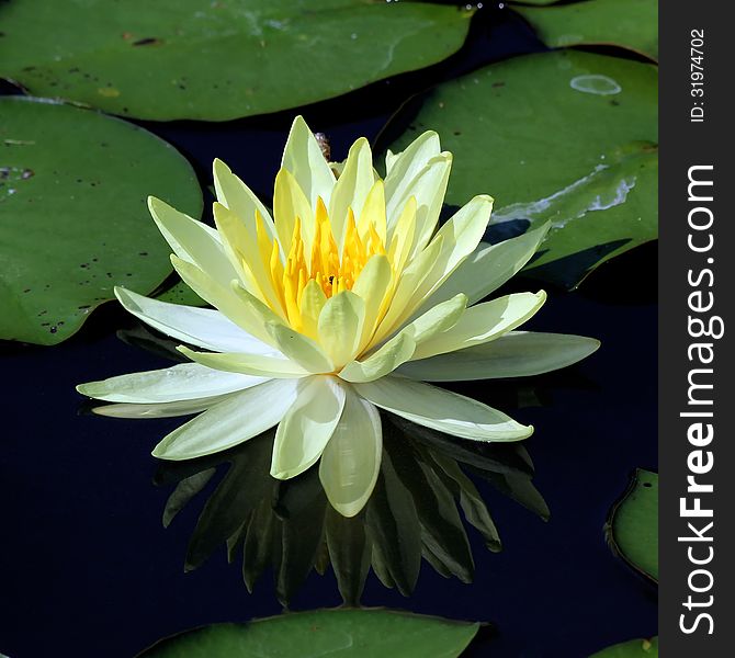 Beautiful lotus flower with reflection