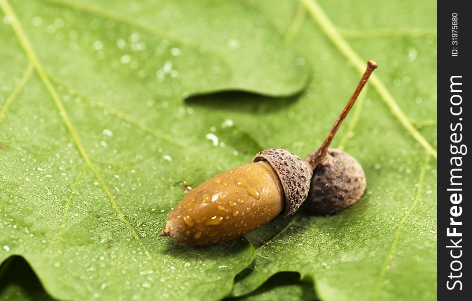 Acorn On Green Leaves After A Rain