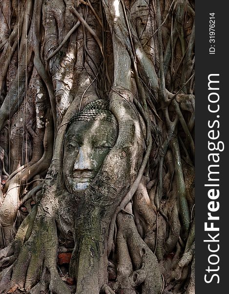 Head Of Buddha in tree root,Ayutthaya Thailand