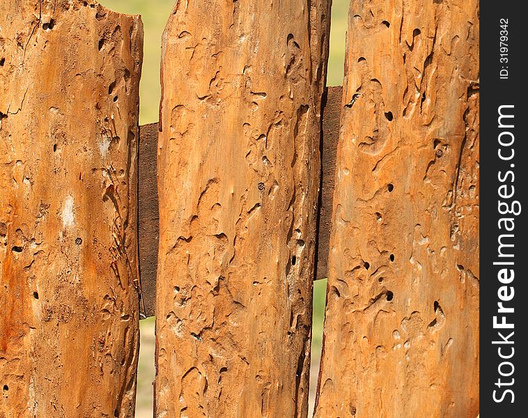 Old board-eaten by insects. Close-up. Whole background.