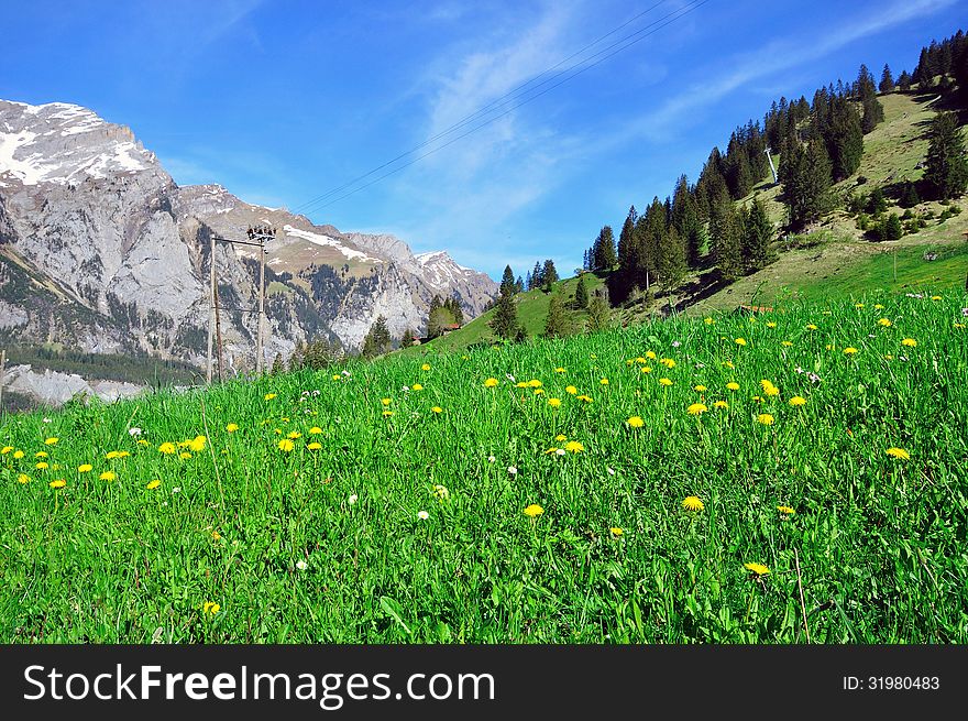 Swiss valley with flowers and mountains. Swiss valley with flowers and mountains