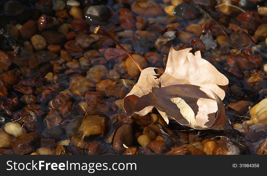 Autumn Lonely Leaf In A Stream.