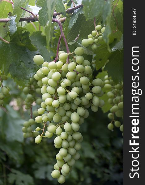 Unripe bunch of grapes after rain