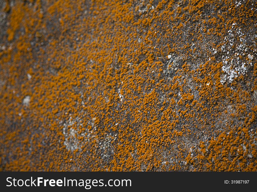 Orange dry moss on ancient stone wall, with strict focus and shallow depth. Orange dry moss on ancient stone wall, with strict focus and shallow depth.