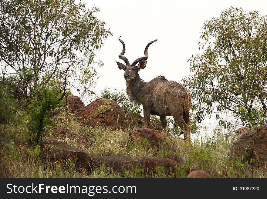 A male kudu (similar to antelope) in the wild