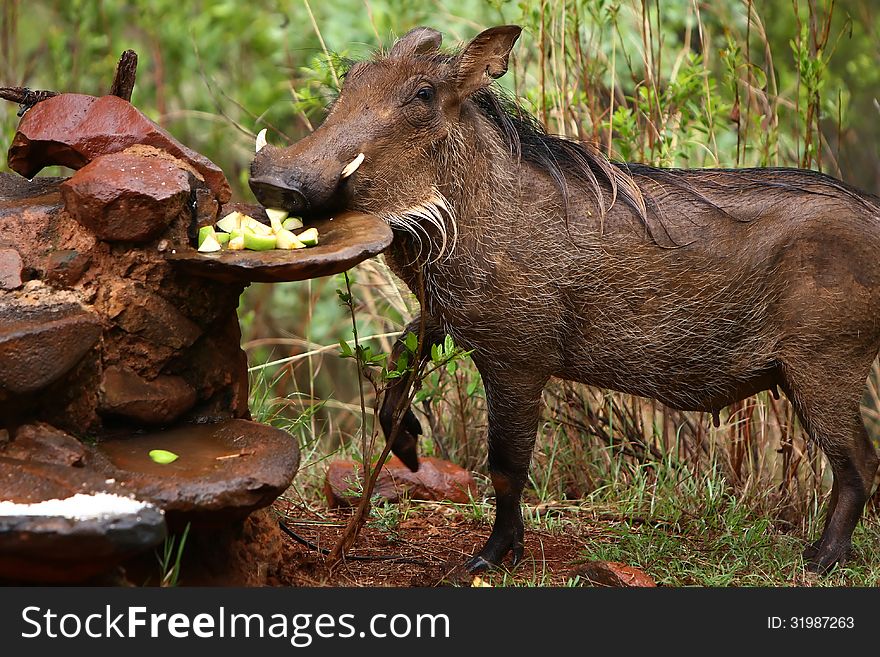 A shy young warthog tries to steal some fruit, while wet from the morning rain in the wild. A shy young warthog tries to steal some fruit, while wet from the morning rain in the wild